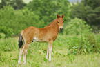 pony foal