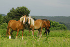 Ponies