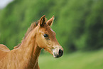 pony foal