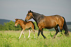 walking ponies