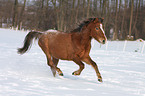 galloping Pony