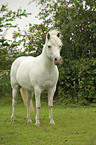 Pony-crossbreed