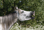 Pony portrait