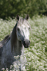 Pony portrait