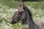 Pony foal