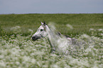 Pony portrait