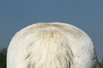 pony hind quarters