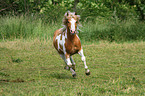 galloping pony