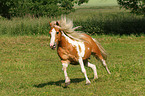 galloping pony