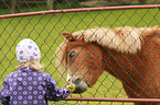 child is feeding pony
