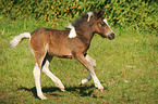 Pony foal