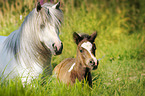 Pony mare and foal