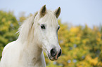 Pony Portrait