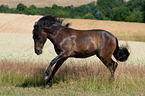 galloping Pony