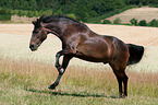 galloping Pony
