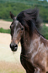 pony portrait