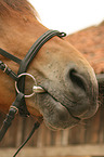 Pony mouth