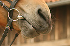 Pony mouth