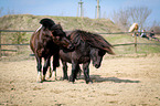 Ponies on paddock