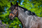 Pony Portrait