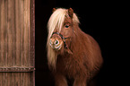 Pony in the barn