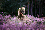 Pony in the heathland