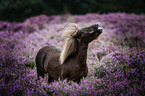 Pony in the heathland