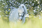 Pony portrait