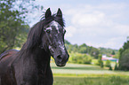 Pony portrait