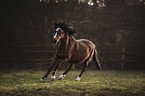 galloping Pony