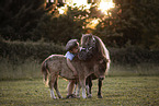 boy and ponies