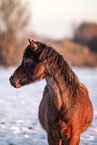 Pony mare