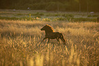 galloping pony