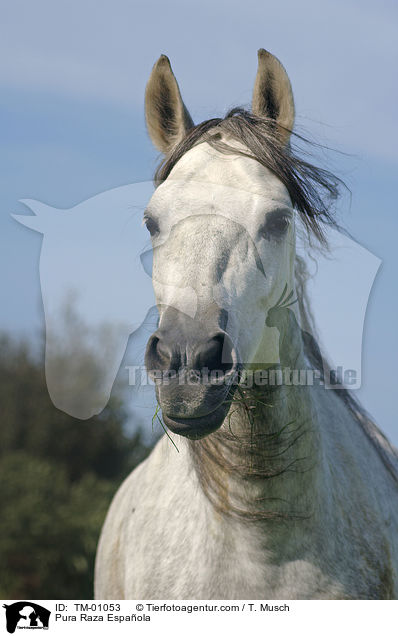 Pura Raza Espaola / Pura Raza Espaola / TM-01053