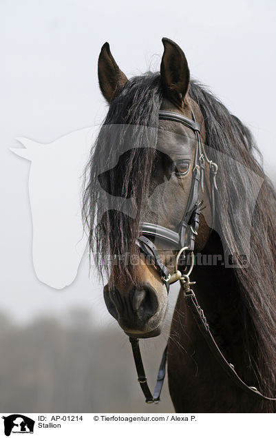 Pura Raza Espanola Hengst / Stallion / AP-01214
