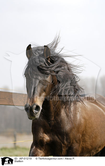 Pura Raza Espanola Hengst / Stallion / AP-01219