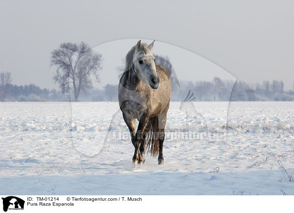 Pura Raza Espanola / Pura Raza Espanola / TM-01214