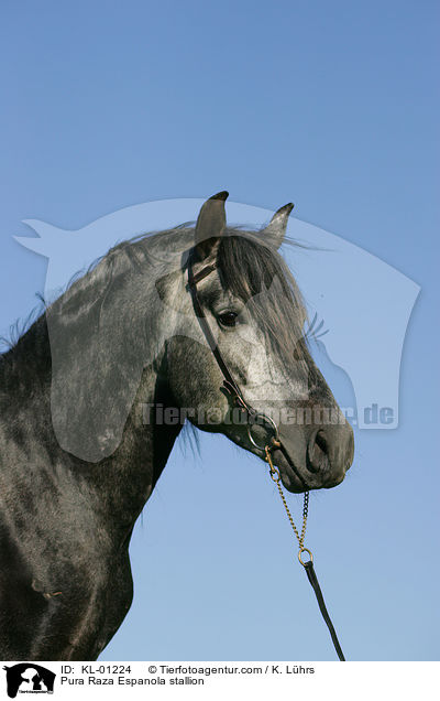 Pura Raza Espanola Hengst / Pura Raza Espanola stallion / KL-01224