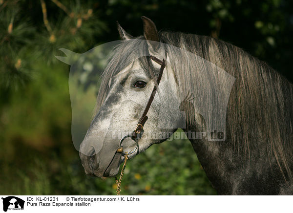 Pura Raza Espanola Hengst / Pura Raza Espanola stallion / KL-01231