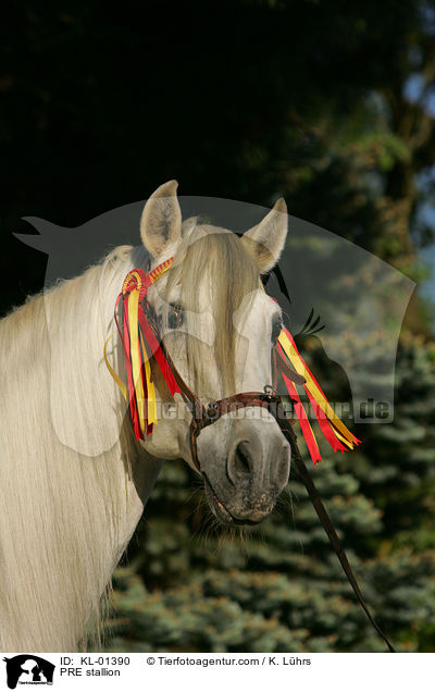 PRE Hengst / PRE stallion / KL-01390