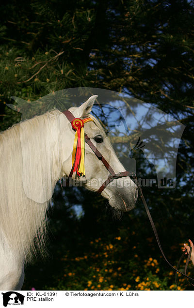 PRE Hengst / PRE stallion / KL-01391