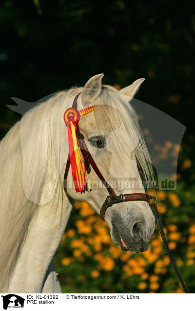 PRE Hengst / PRE stallion / KL-01392