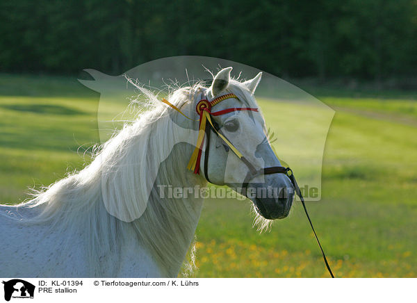 PRE stallion / KL-01394