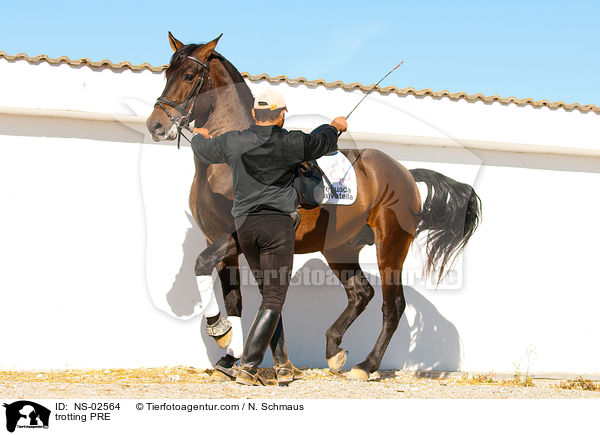 trabendes Pura Raza Espanola / trotting PRE / NS-02564