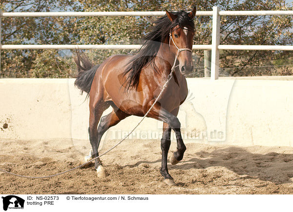 trabendes Pura Raza Espanola / trotting PRE / NS-02573