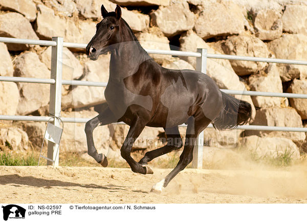 galoppierendes Pura Raza Espanola / galloping PRE / NS-02597