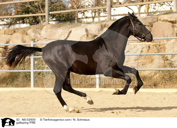 galloping PRE / NS-02600