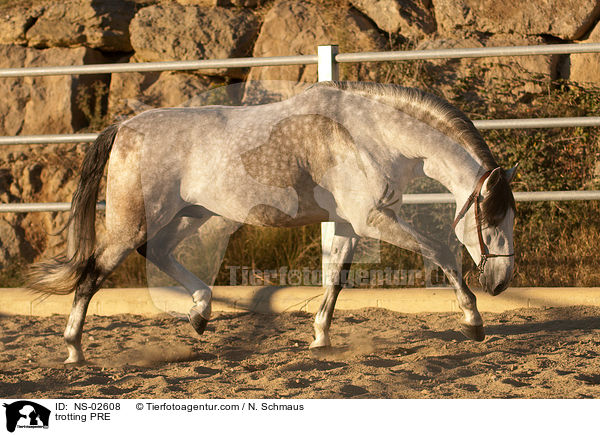 trabendes Pura Raza Espanola / trotting PRE / NS-02608
