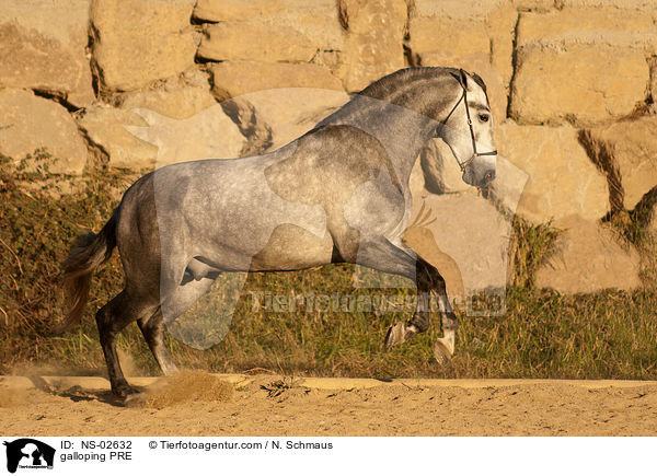 galloping PRE / NS-02632
