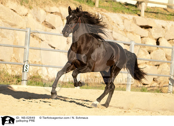 galoppierendes Pura Raza Espanola / galloping PRE / NS-02649